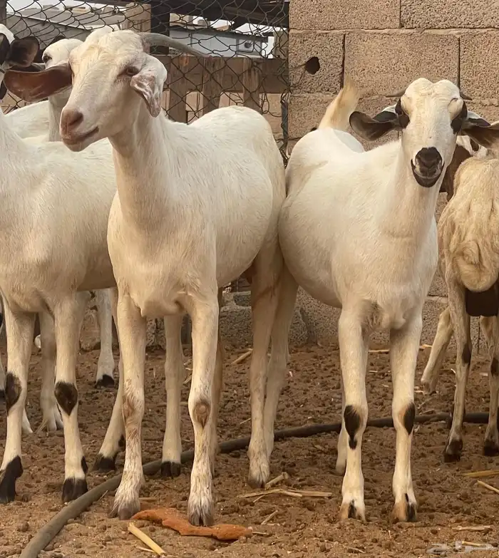 معزاء بيشيات فواخر 22