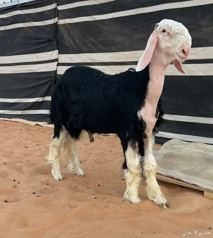 مشروع فحل نجدي 0