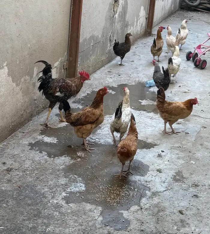 دجاج بلدي للبيع 0