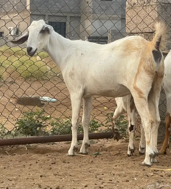 معزاء بيشيات فواخر 25