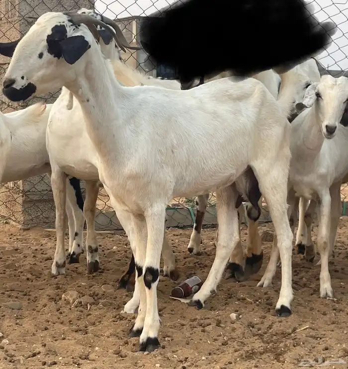 معزاء بيشيات فواخر 27