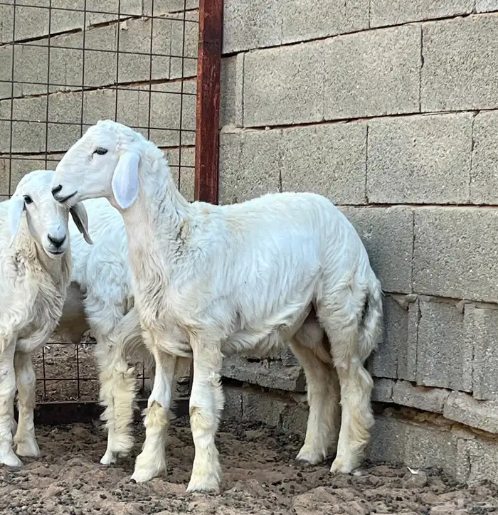 خروفين ورخل حريات 1