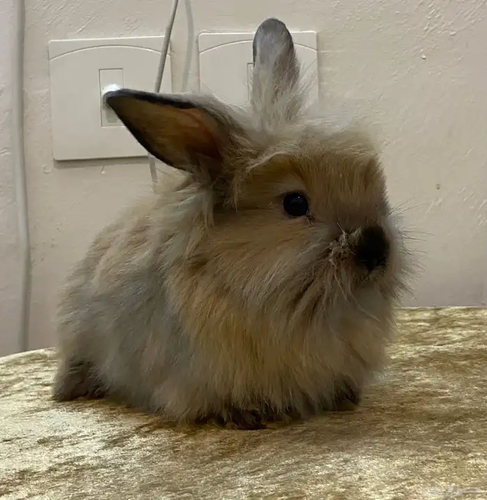 ارانب انقورا بني فاتح ورمادي 3