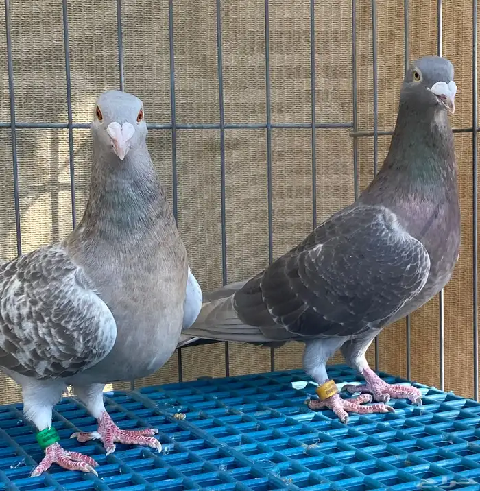 زاجل فاخر 15