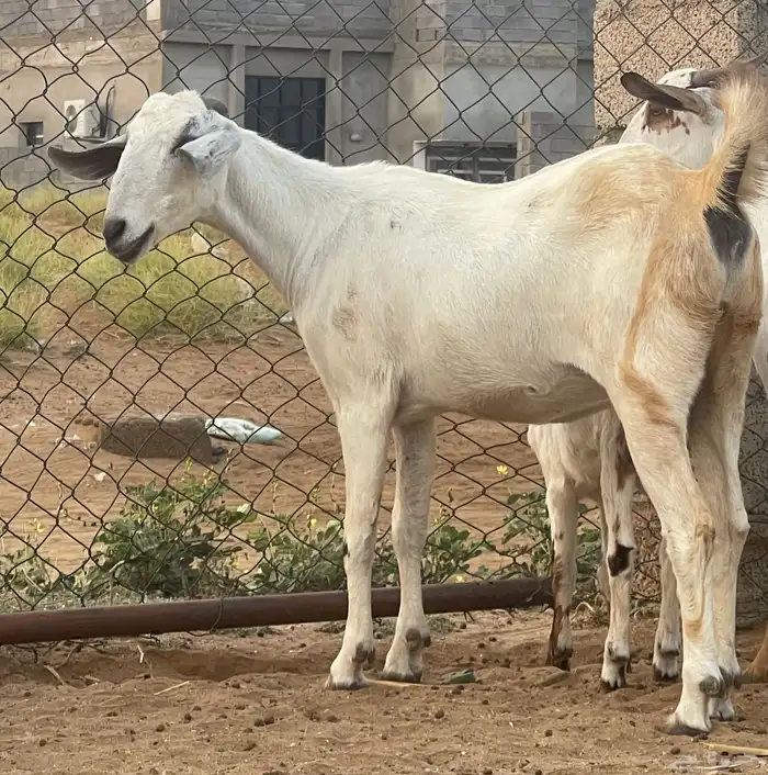 معزاء بيشيات فواخر 24