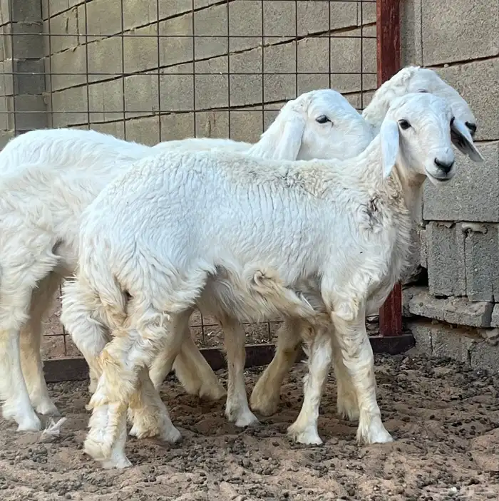 خروفين ورخل حريات 0