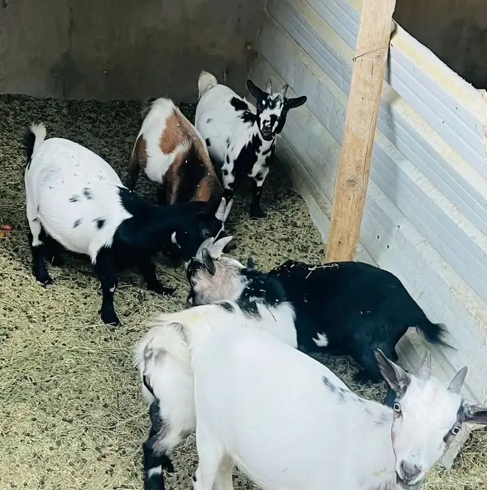 ماعز قزم مكس 3