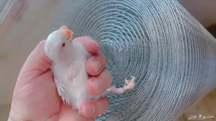 ازواج روز البينو عيون حمر منتجه 15