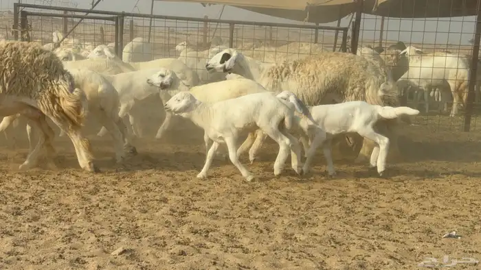 سلام عليكم ورحمة الله وبركاته 5