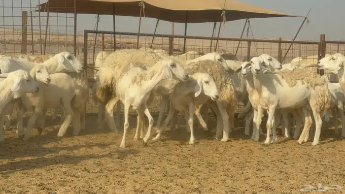 سلام عليكم ورحمة الله وبركاته 0