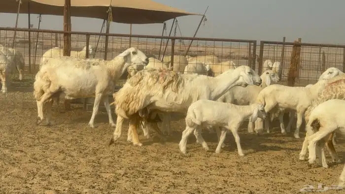 سلام عليكم ورحمة الله وبركاته 3