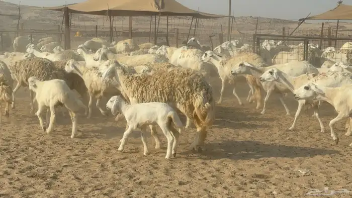 سلام عليكم ورحمة الله وبركاته 7