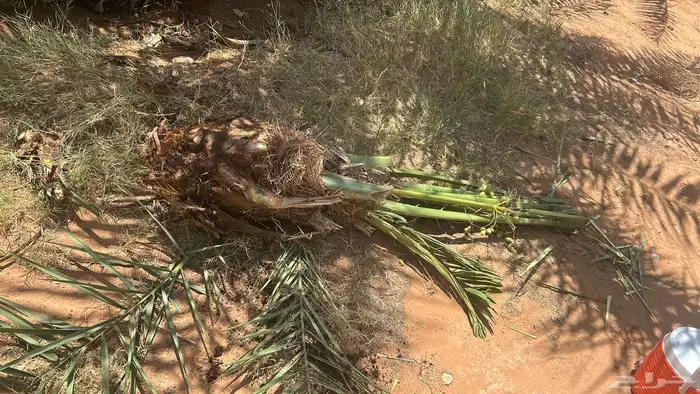 نخل مثمر للبيع نوصل لا جميع أنحاء المملكة 2