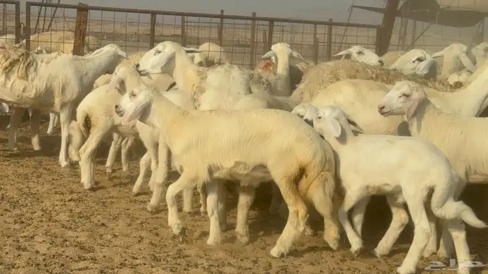 سلام عليكم ورحمة الله وبركاته 1