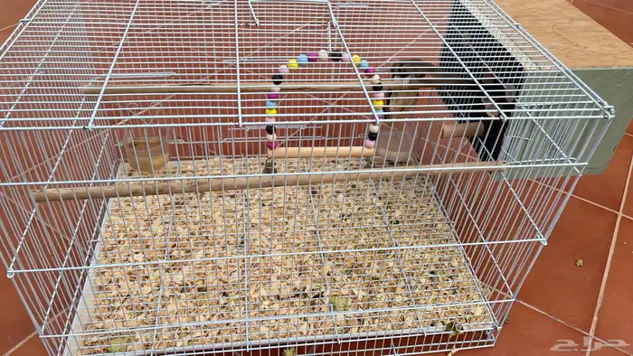 سنجاب الطار اثنين انثى و ذكر 0