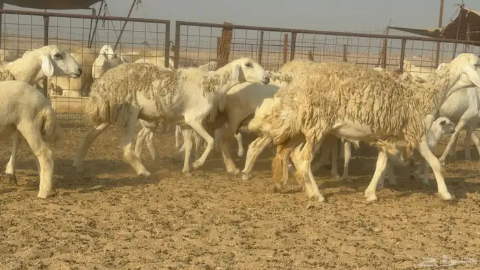 سلام عليكم ورحمة الله وبركاته 2