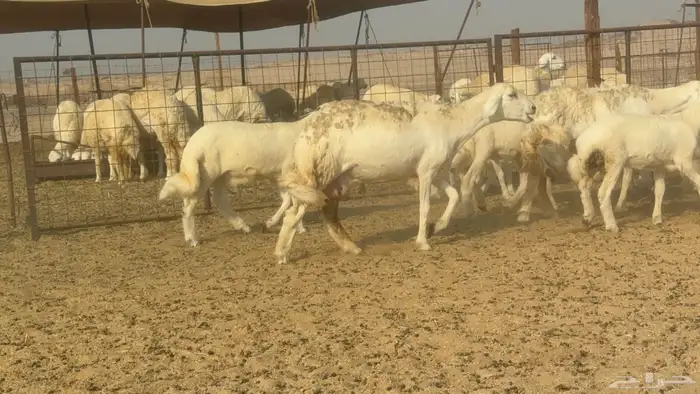 سلام عليكم ورحمة الله وبركاته 4