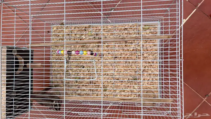 سنجاب الطار اثنين انثى و ذكر 1