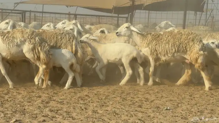 سلام عليكم ورحمة الله وبركاته 6