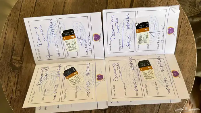 قطة للبيع سكوتش فولد وهملايا 6