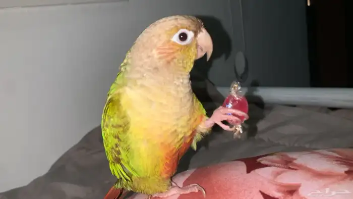 ببغاء كنيور 2