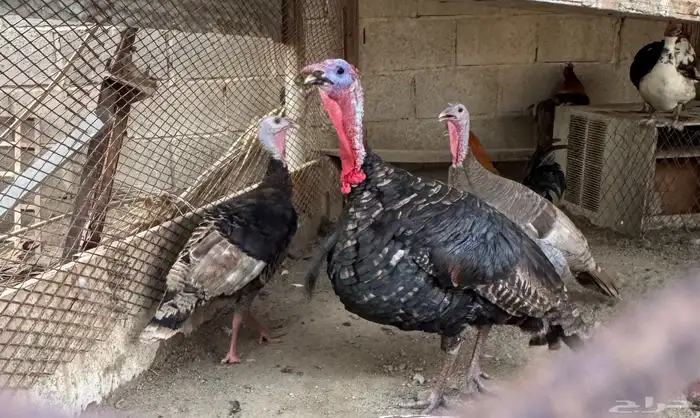 طقم دجاج رومي بياض وحضان 0