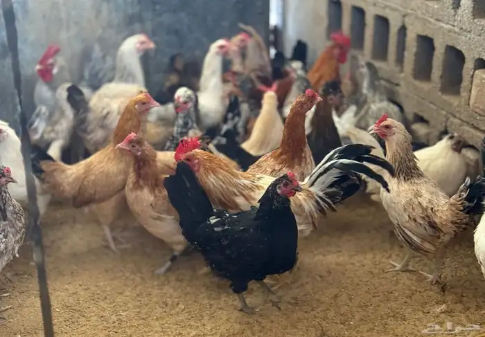 دجاج بياض ودياكةللبيع 0