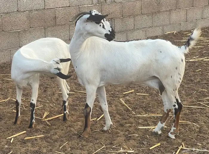 معزاء بيشيات فواخر 18