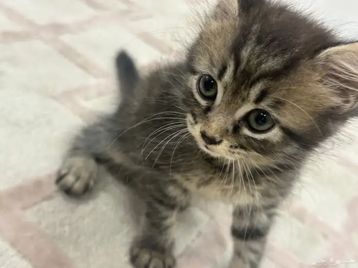 قط شيرازي للتبني شهرين ونص 1