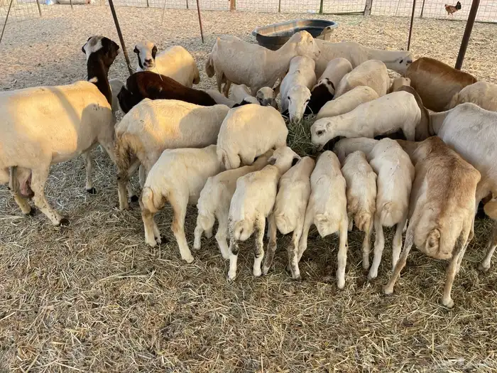 عنم رفيديه خلفات مراح واحد 1