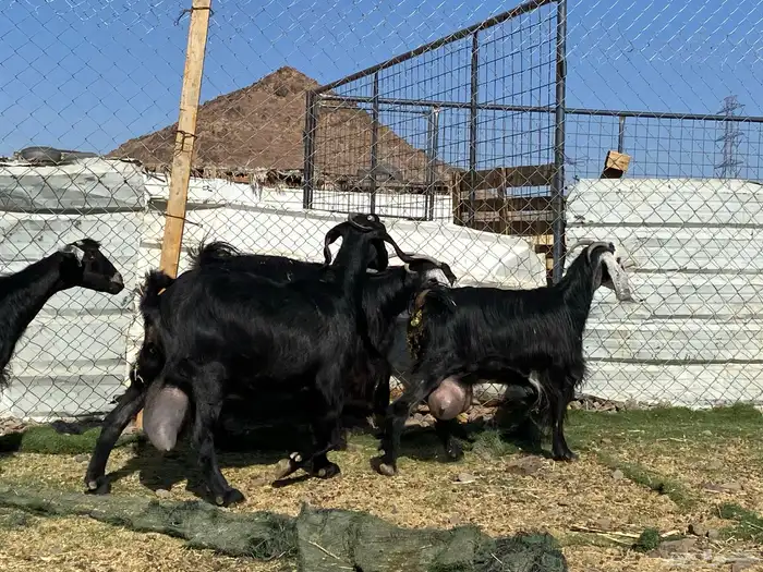 يامدورين الحليب معزا حليب وافر شرط 14