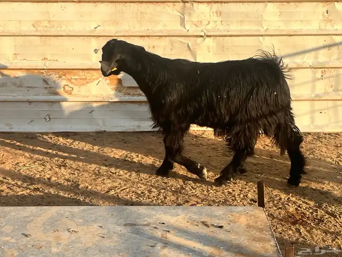 عدد 3 وجفره 4