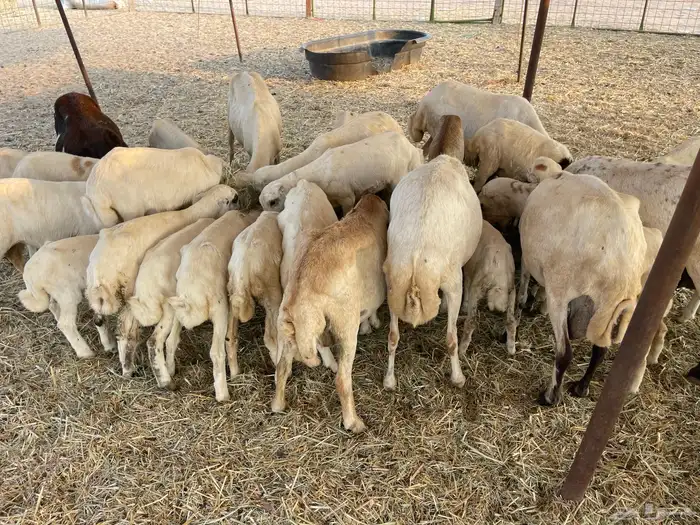 غنم رفيديه خلفات 9