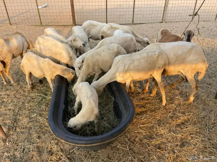 عنم رفيديه خلفات مراح واحد 4