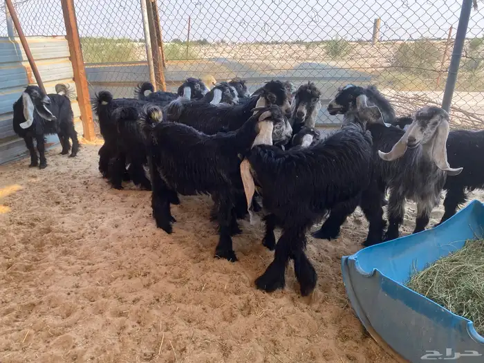 تيوس و جفار عوارض للبيع 3