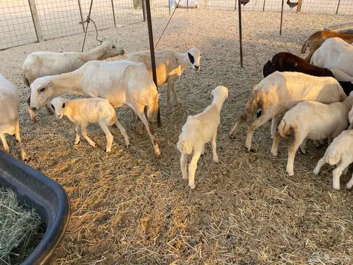 عنم رفيديه خلفات مراح واحد 11