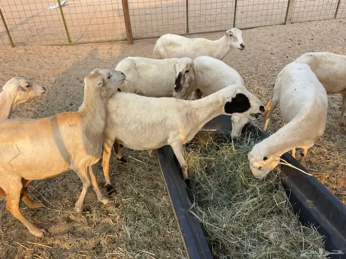 عنم رفيديه خلفات مراح واحد 10