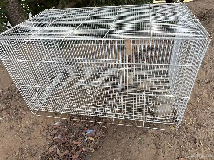 للبيع شبك سمان صوص ارانب طيوروغيرها البيع مستعجل. السعر 15 0