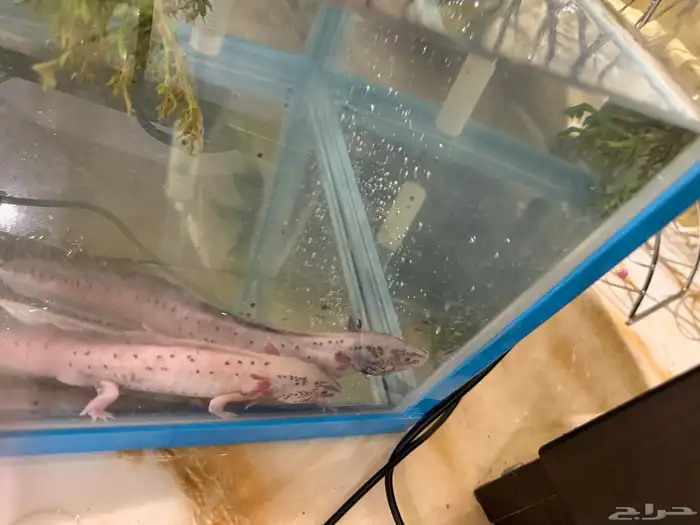 حيوان الاكسلوتل (شيطان البحر ) 5