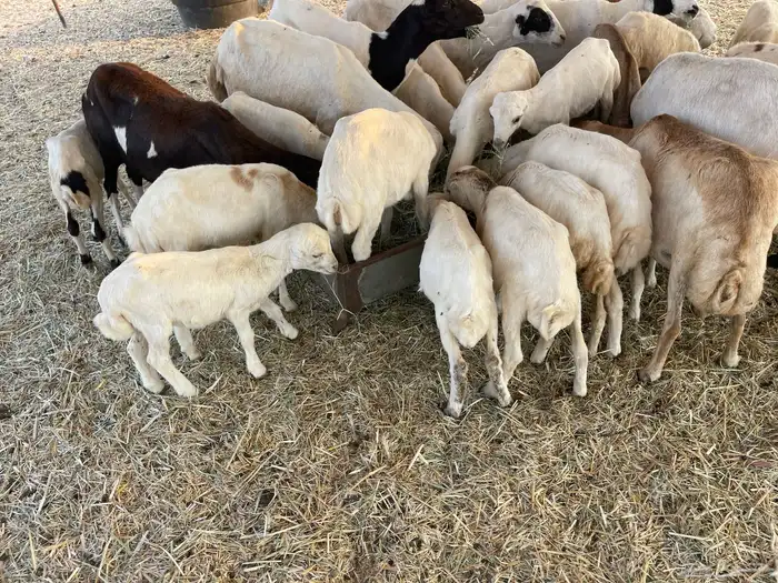 غنم رفيديه خلفات 2