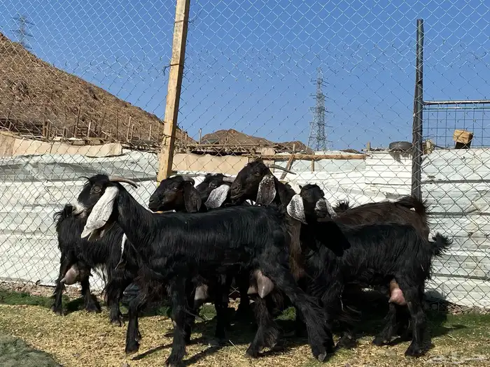يامدورين الحليب معزا حليب وافر شرط 24
