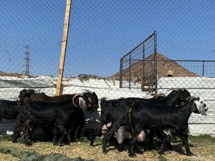 يامدورين الحليب معزا حليب وافر شرط 41