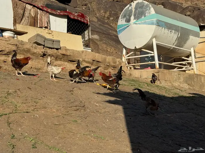 ماشاءالله أديك لبيع 40 35 و30 0