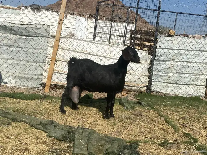 يامدورين الحليب معزا حليب وافر شرط 4