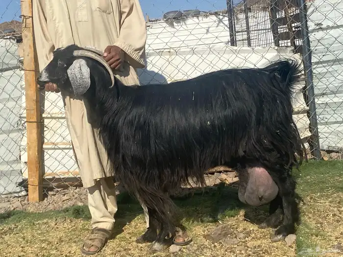 يامدورين الحليب معزا حليب وافر شرط 1