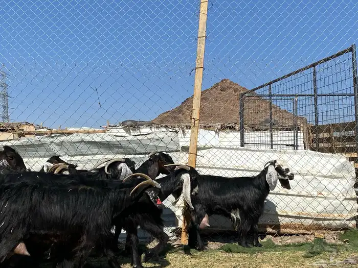 يامدورين الحليب معزا حليب وافر شرط 35
