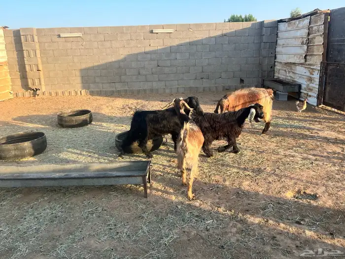 عدد 3 وجفره 1