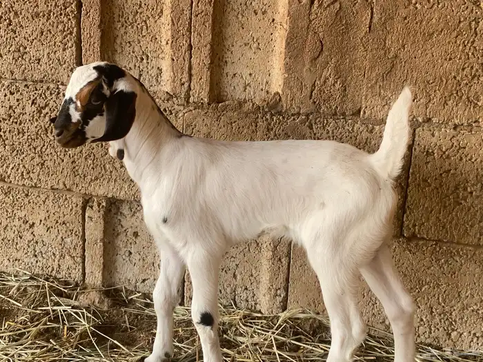 2 تيوس بيشيه 0