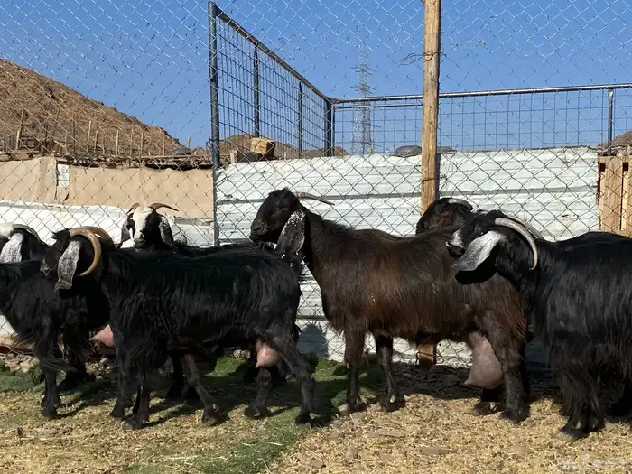 يامدورين الحليب معزا حليب وافر شرط 31