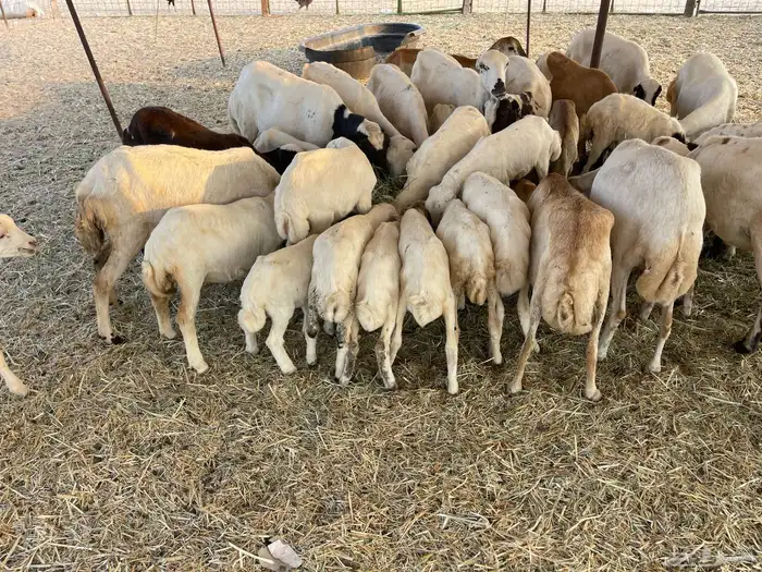 عنم رفيديه خلفات مراح واحد 8